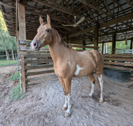 HorseID: 2309651 Thrillers Champagne Archer HS (Barley) - PhotoID: 1094149