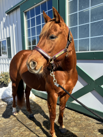 HorseID: 2309653 Tallulah - PhotoID: 1094152