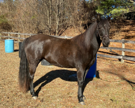 HorseID: 2309655 Mtntop Lady Bird Brooklyn - PhotoID: 1094641