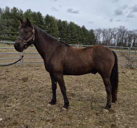 HorseID: 2309657 Mtntop Dark Knight - PhotoID: 1094642