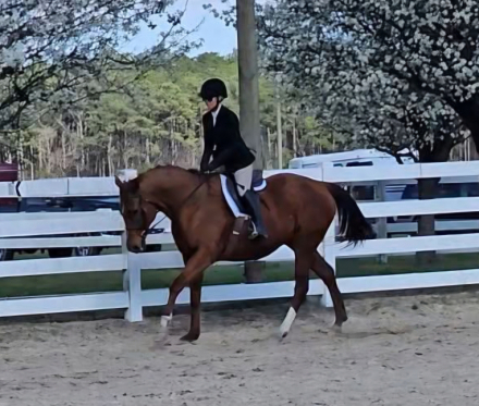 HorseID: 2309658 Hakuna Matata - PhotoID: 1094153