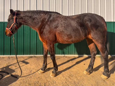 HorseID: 2309661 Dixie - PhotoID: 1094155