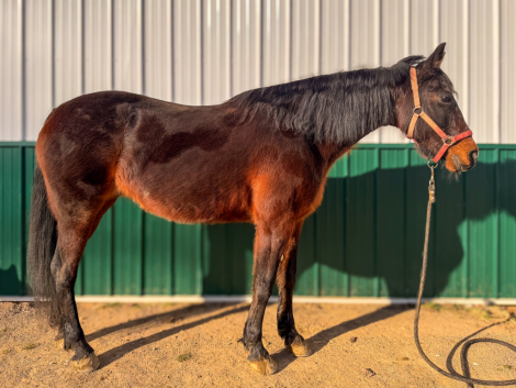 HorseID: 2309661 Dixie - PhotoID: 1094156