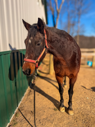 HorseID: 2309661 Dixie - PhotoID: 1094157