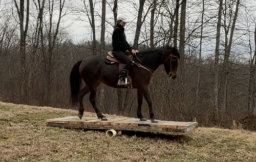 HorseID: 2309661 Dixie - PhotoID: 1094158