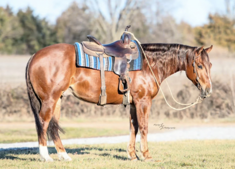 HorseID: 2309662 CCR CHIPSINTOWN - PhotoID: 1094327