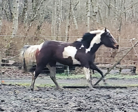 HorseID: 2309666 Promise's Lucky Rose - PhotoID: 1094160