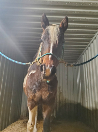 HorseID: 2309666 Promise's Lucky Rose - PhotoID: 1094162