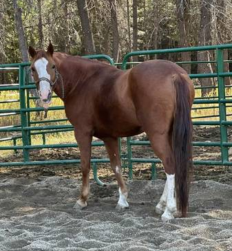 HorseID: 2309668 Cody - PhotoID: 1094164