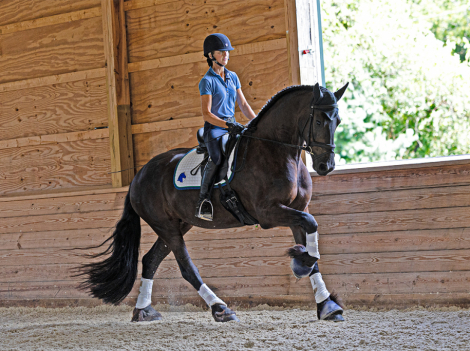 HorseID: 2309672 Renata ISF - PhotoID: 1094173