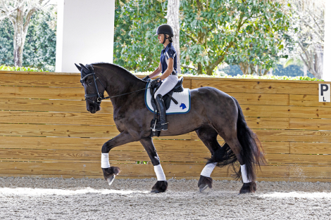 HorseID: 2309672 Renata ISF - PhotoID: 1094176