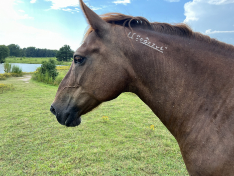 HorseID: 2309673 Autumn - PhotoID: 1094177