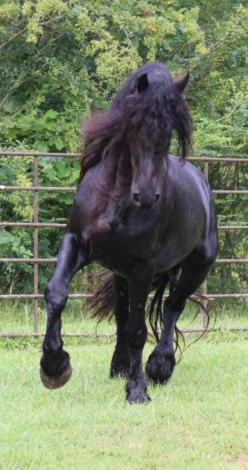 HorseID: 2309677 Hans - PhotoID: 1094178