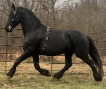 HorseID: 2309677 Hans - PhotoID: 1094179