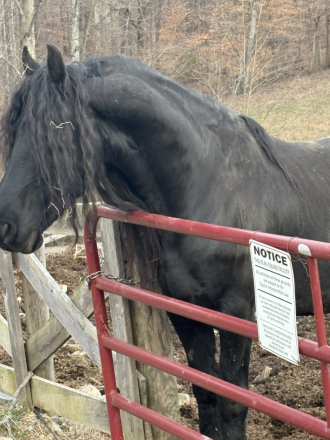 HorseID: 2309677 Hans - PhotoID: 1094180