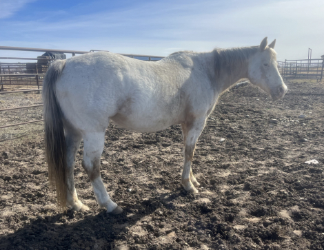 HorseID: 2309681 Executive Honey WTA - PhotoID: 1094181