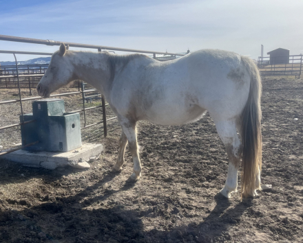 HorseID: 2309681 Executive Honey WTA - PhotoID: 1094182