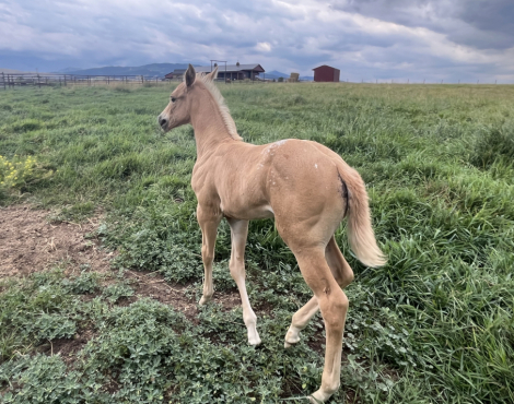 HorseID: 2309681 Executive Honey WTA - PhotoID: 1094183