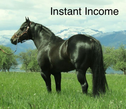 HorseID: 2309681 Executive Honey WTA - PhotoID: 1094184