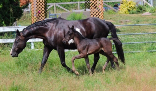 HorseID: 2309682 DBG Princess B Xela - PhotoID: 1095016