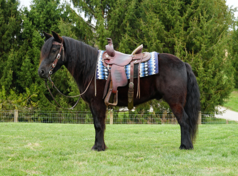 HorseID: 2309685 Felllegend Costello - PhotoID: 1094185