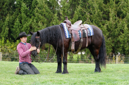 HorseID: 2309685 Felllegend Costello - PhotoID: 1094186