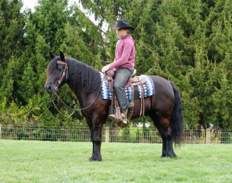 HorseID: 2309685 Felllegend Costello - PhotoID: 1094187