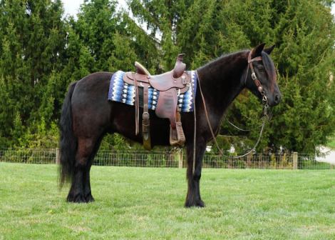 HorseID: 2309685 Felllegend Costello - PhotoID: 1094188