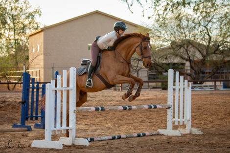 HorseID: 2309688 Purely Political - PhotoID: 1094193