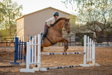 HorseID: 2309688 Purely Political - PhotoID: 1094194