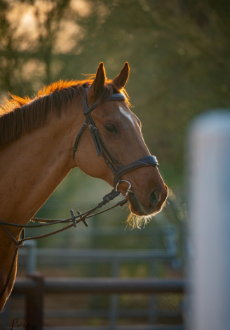 HorseID: 2309688 Purely Political - PhotoID: 1094195