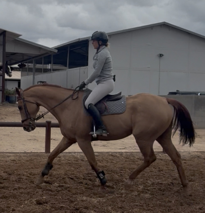 HorseID: 2309688 Purely Political - PhotoID: 1094196