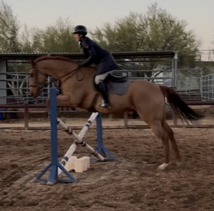 HorseID: 2309688 Purely Political - PhotoID: 1094197