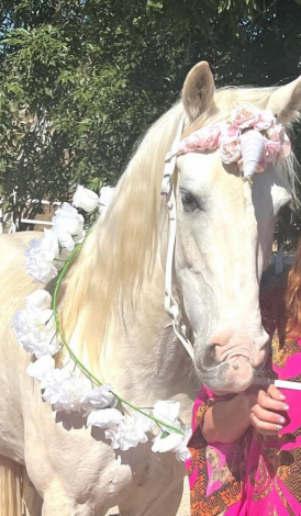 HorseID: 2309689 Bud's High Cotton - PhotoID: 1094207