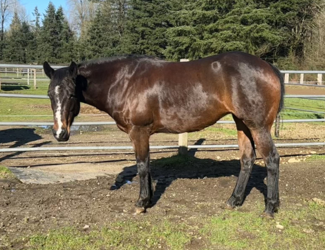 HorseID: 2309691 Pistol AQHA Registration Pending - PhotoID: 1094200
