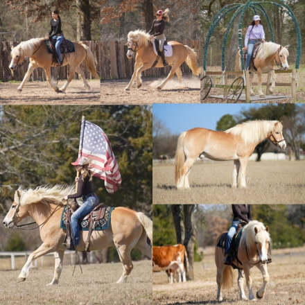 HorseID: 2309694 An Ultimatium YRF - PhotoID: 1094201