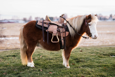 HorseID: 2309695 Must Watch Video Spanky - PhotoID: 1094202