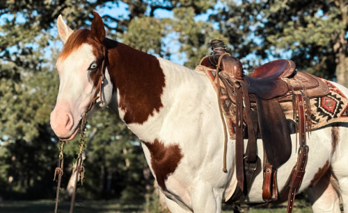 HorseID: 2309697 Watch Video - PhotoID: 1094216