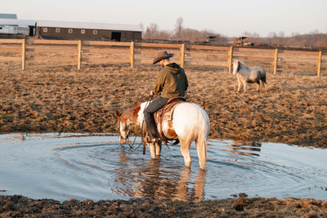 HorseID: 2309697 Watch Video - PhotoID: 1094217