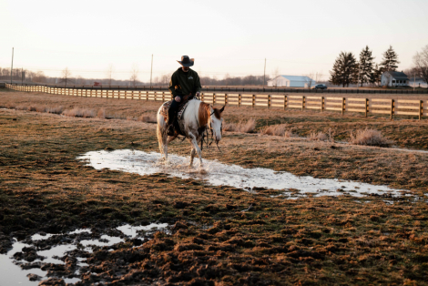 HorseID: 2309697 Watch Video - PhotoID: 1094218