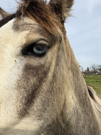 HorseID: 2309698 Star Painted Luna - PhotoID: 1094223