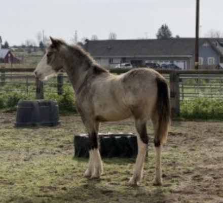 HorseID: 2309698 Star Painted Luna - PhotoID: 1095460