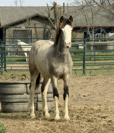 HorseID: 2309698 Star Painted Luna - PhotoID: 1095461