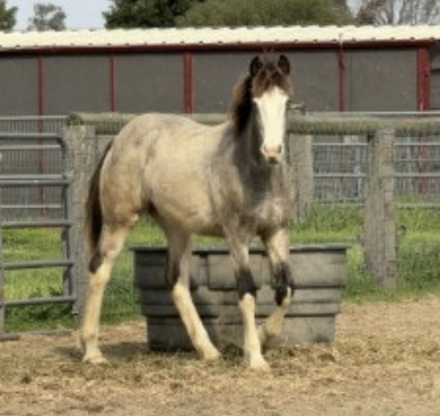 HorseID: 2309698 Star Painted Luna - PhotoID: 1095462
