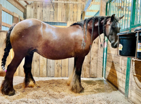 HorseID: 2309699 HSF Reign of Flame - PhotoID: 1094220