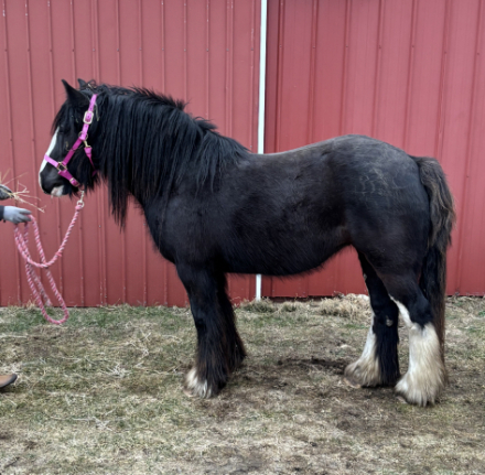 HorseID: 2309700 Que The Lights - PhotoID: 1094221