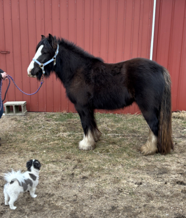 HorseID: 2309701 Show Stopper - PhotoID: 1094222