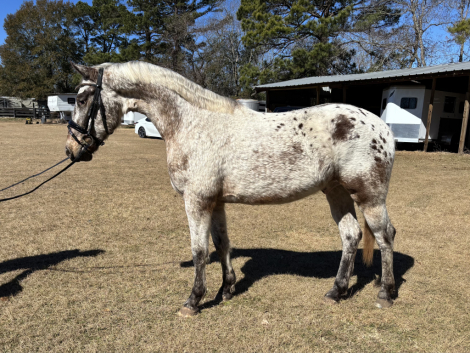 HorseID: 2309705 Kevlar MAX - PhotoID: 1094227