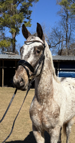 HorseID: 2309705 Kevlar MAX - PhotoID: 1094228