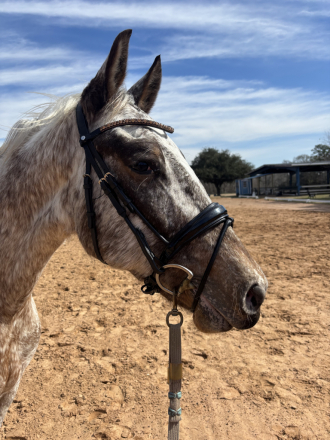 HorseID: 2309705 Kevlar MAX - PhotoID: 1094229